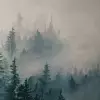 Туманное утро в лесу 