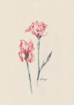 fleur 05