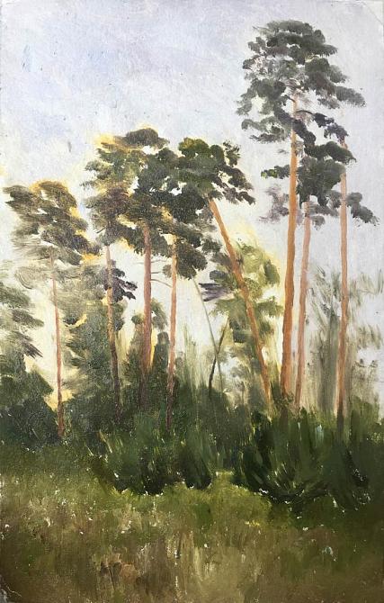 Сосны