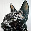 Черная Кошка